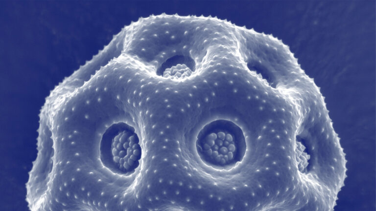 A microscope slide of chickweed pollen