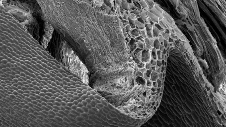 A microscope slide of the cross section of an orchid flower