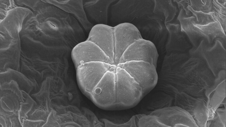 A microscope slide of a Swedish ivy leaf