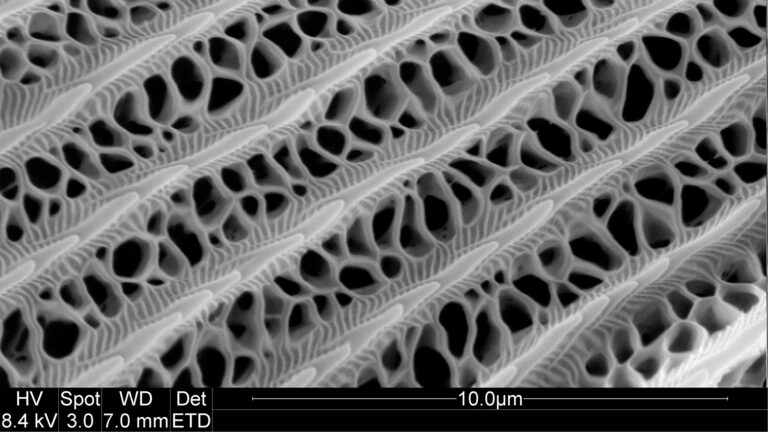 A microscope slide of a tiger swallowtail wing